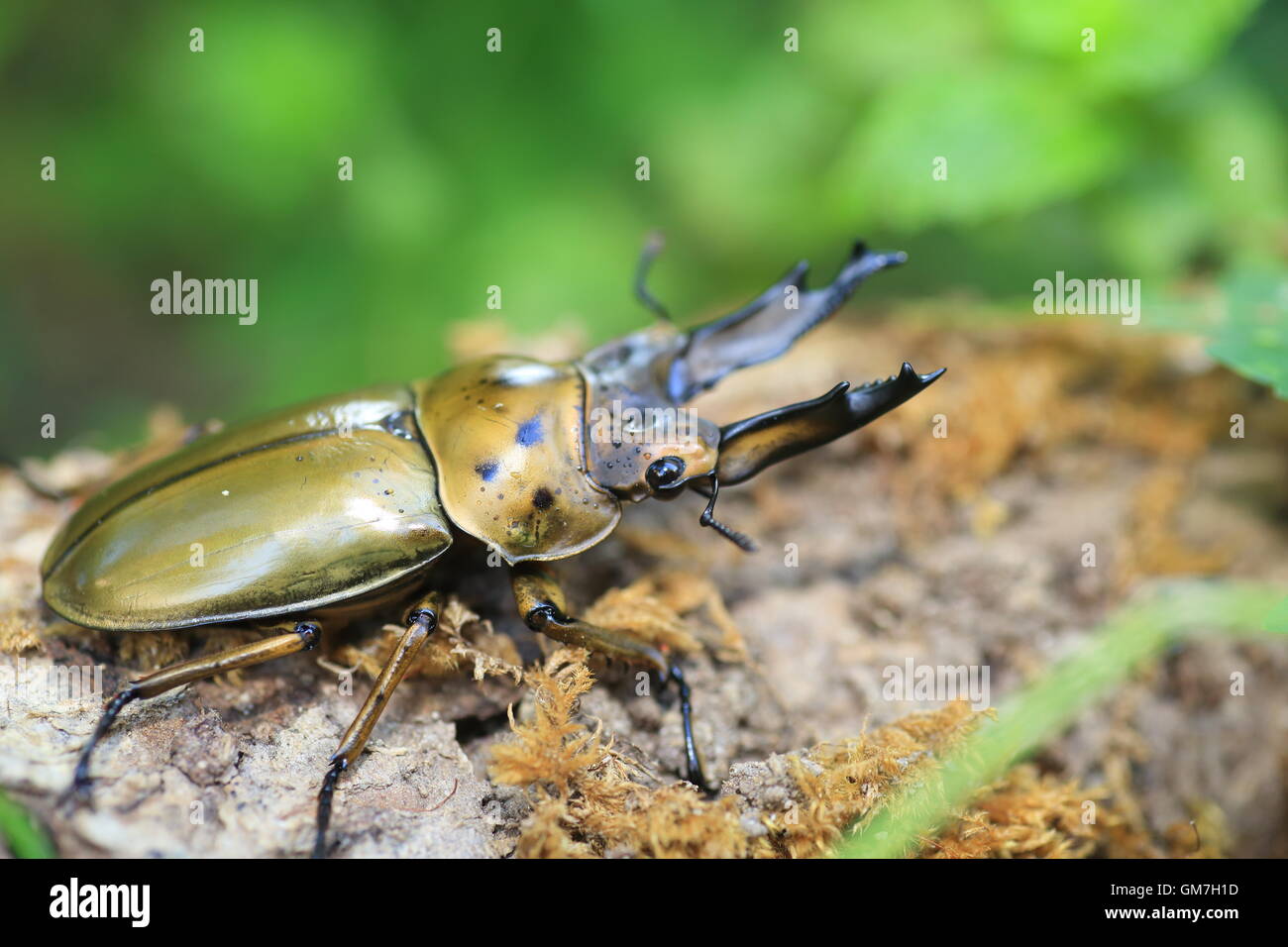 Golden stag beetle (Allotopus moellenkampi babai) in Myanmar Foto Stock