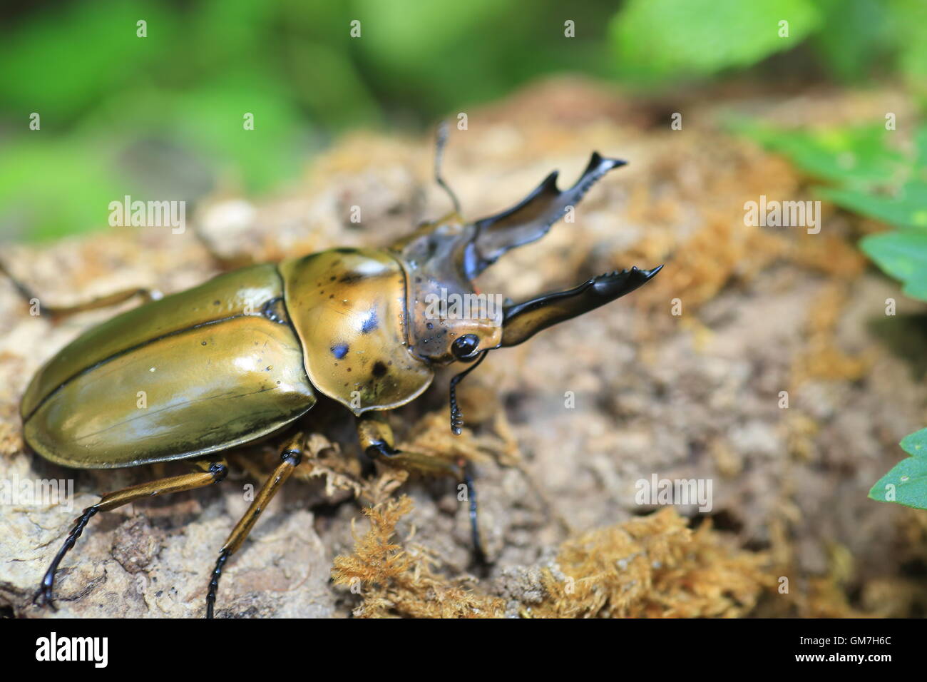 Golden stag beetle (Allotopus moellenkampi babai) in Myanmar Foto Stock