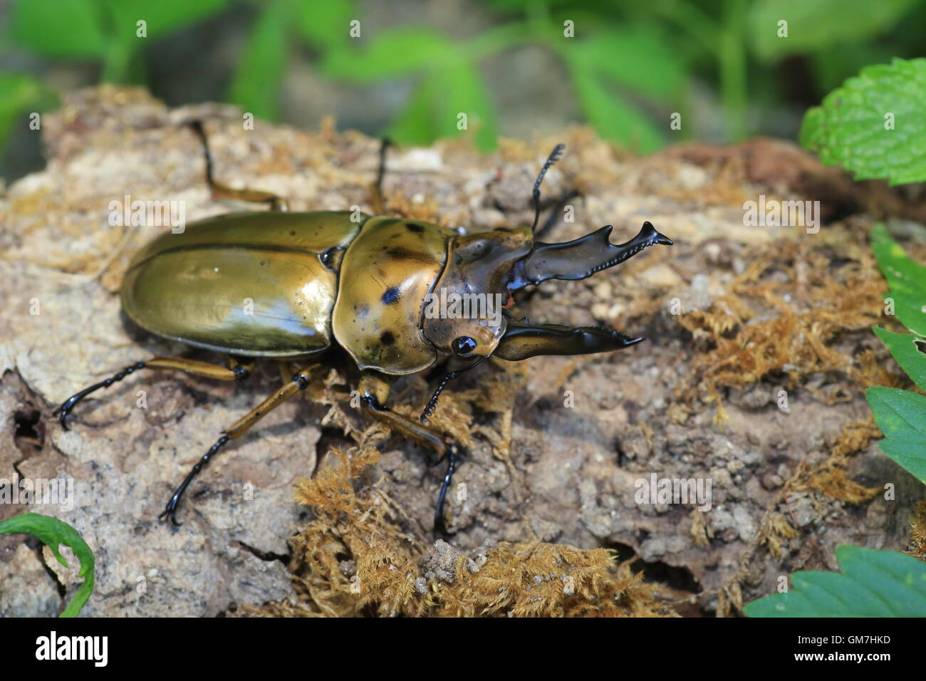 Golden stag beetle (Allotopus moellenkampi babai) in Myanmar Foto Stock