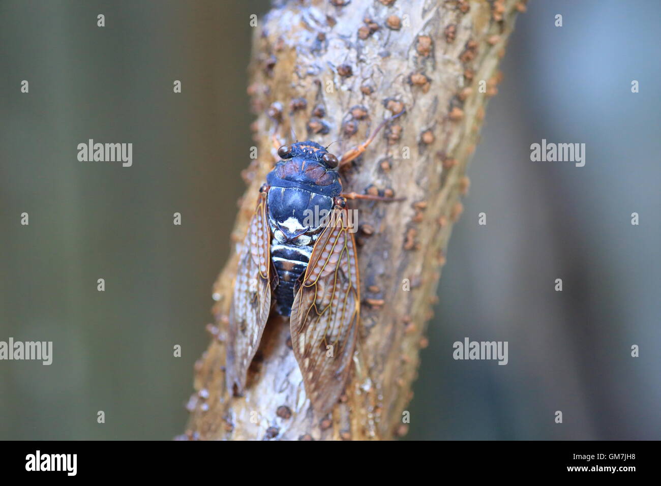 Grande Cicala marrone (Graptopsaltria nigrofuscata) in Jpana Foto Stock