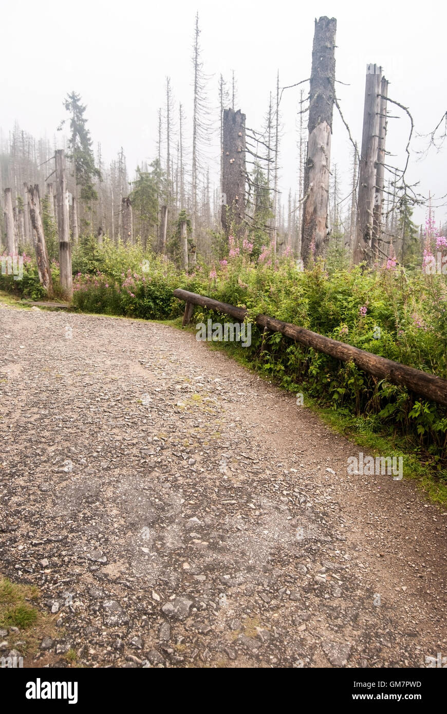 Foresta devastata dall'infestazione da scolitidi su Prameny Vltavy nelle Montagne Sumava Foto Stock