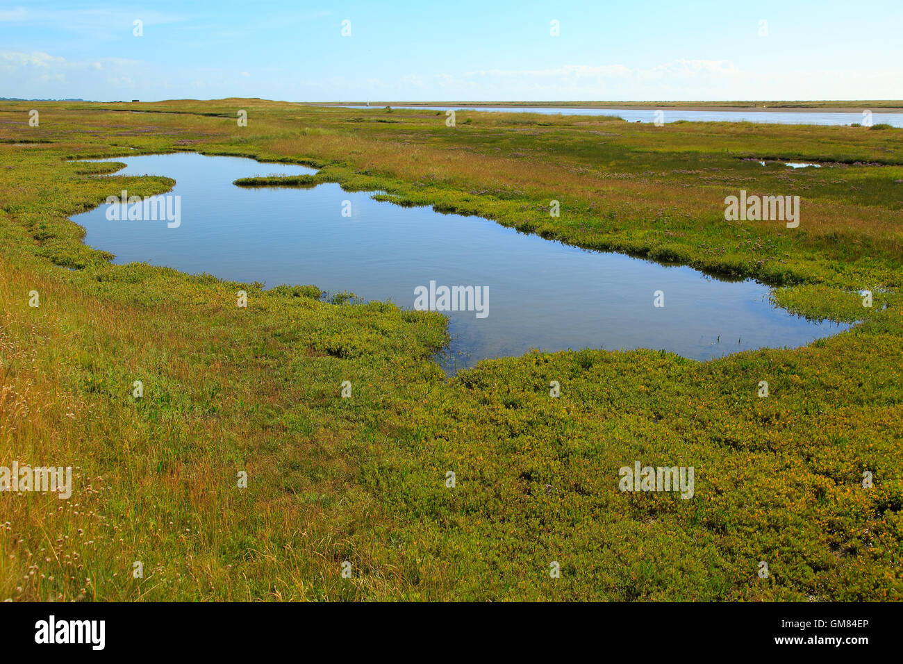 Fiume sale minerale di palude e di Orford Ness allo spiedo, Simpsons Saltings, Hollesley, Suffolk, Inghilterra, Regno Unito Foto Stock