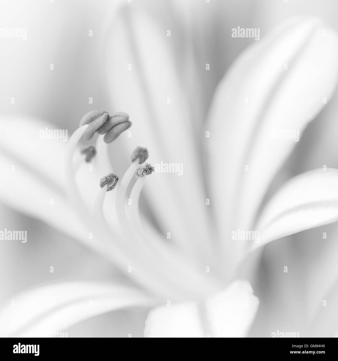 Close up Agapanthus flower, in bianco e nero. Foto Stock