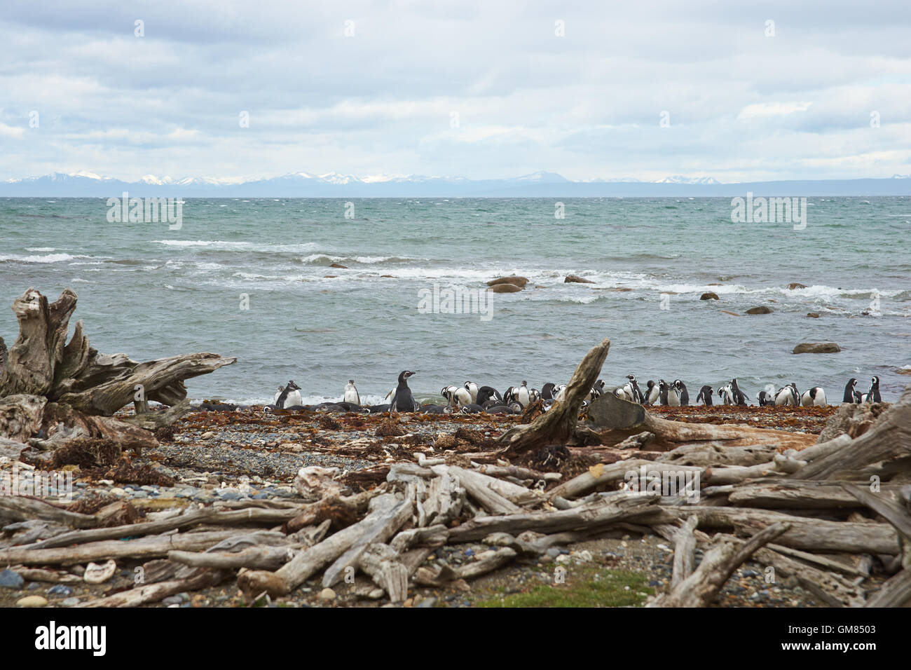Colonia di i pinguini di Magellano (Spheniscus magellanicus) in Seno Otway vicino a Punta Arenas in Patagonia, Cile Foto Stock