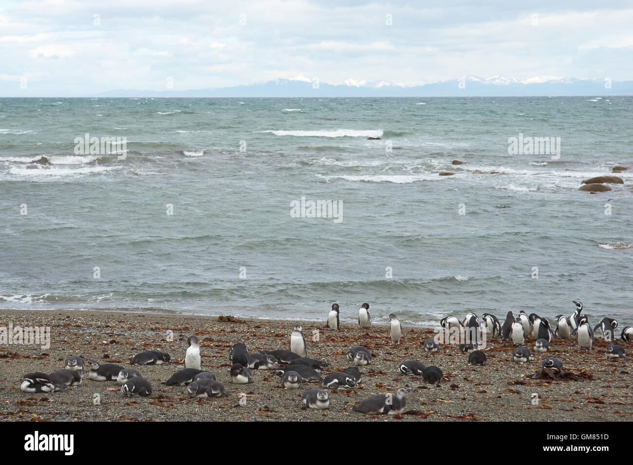 Colonia di i pinguini di Magellano (Spheniscus magellanicus) in Seno Otway vicino a Punta Arenas in Patagonia, Cile Foto Stock
