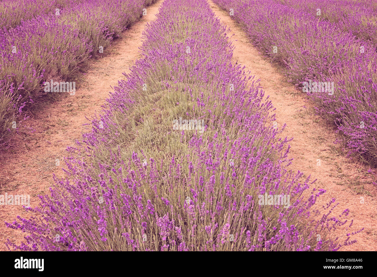 Mayfield campi di lavanda viola righe riga simmetria nella natura nel Surrey, Inghilterra Foto Stock