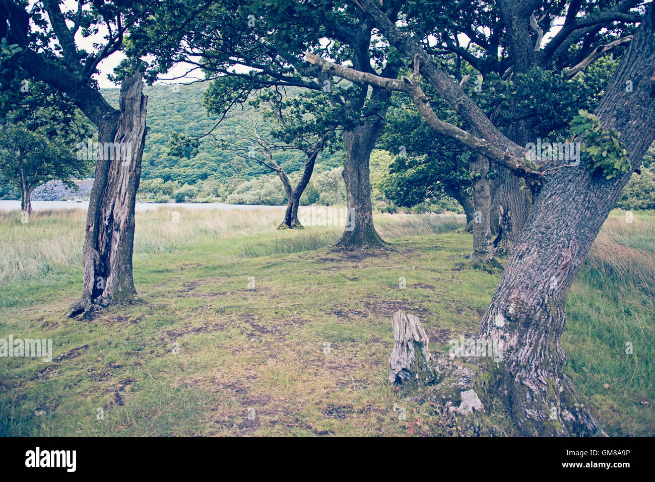 Vecchi alberi storti dalla riva del lago di Llyn Padarn e ai piedi di Snowdon, la montagna più alta del Galles. Foto Stock