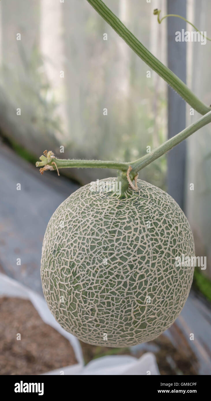 Close up di melone freschi in un orto Foto Stock