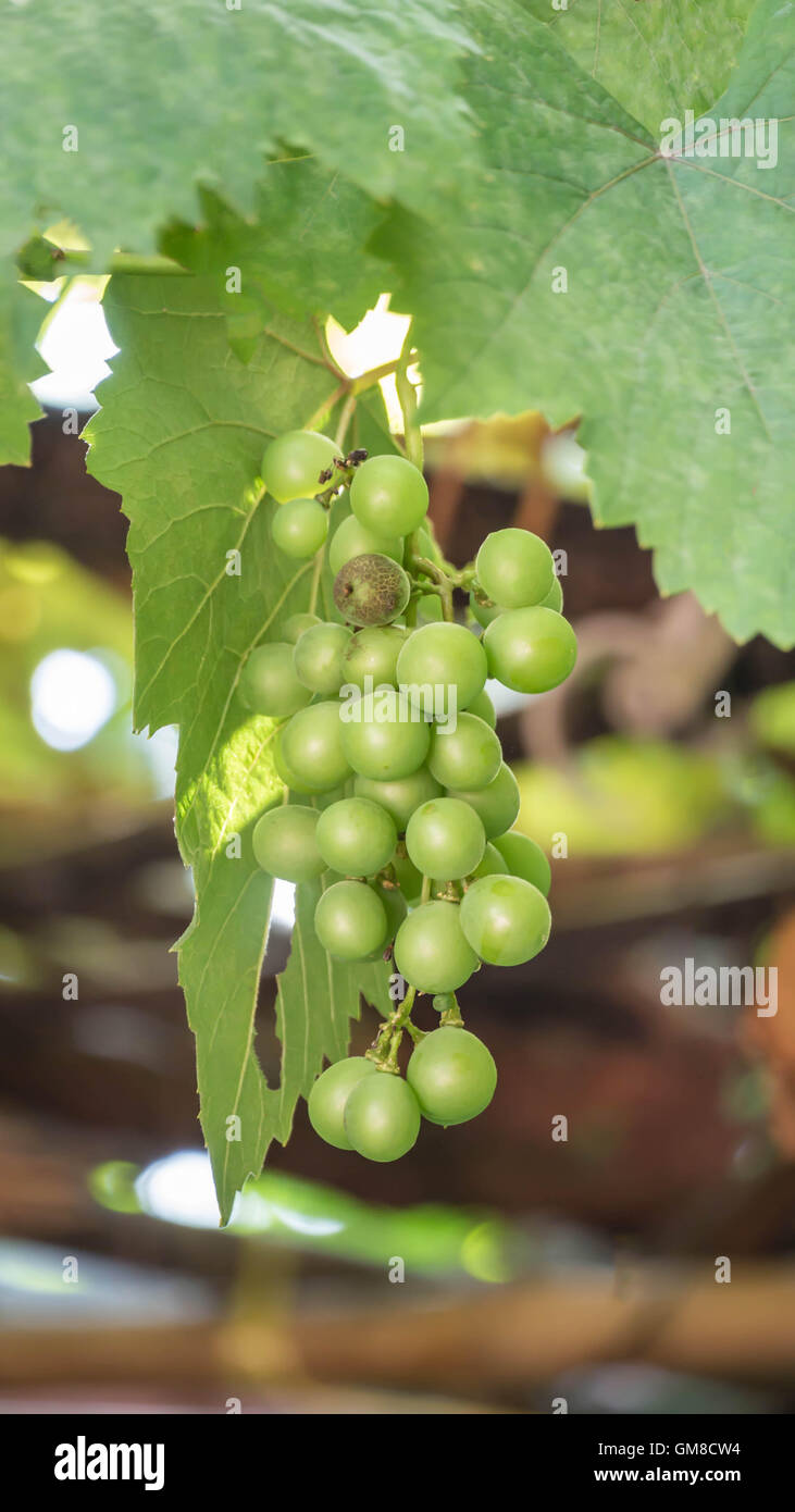 L'uva con foglie verdi sulla vite di frutta fresca Foto Stock