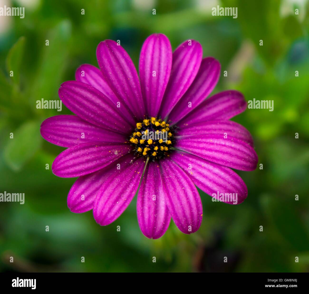 alto vicino del fiore Foto Stock