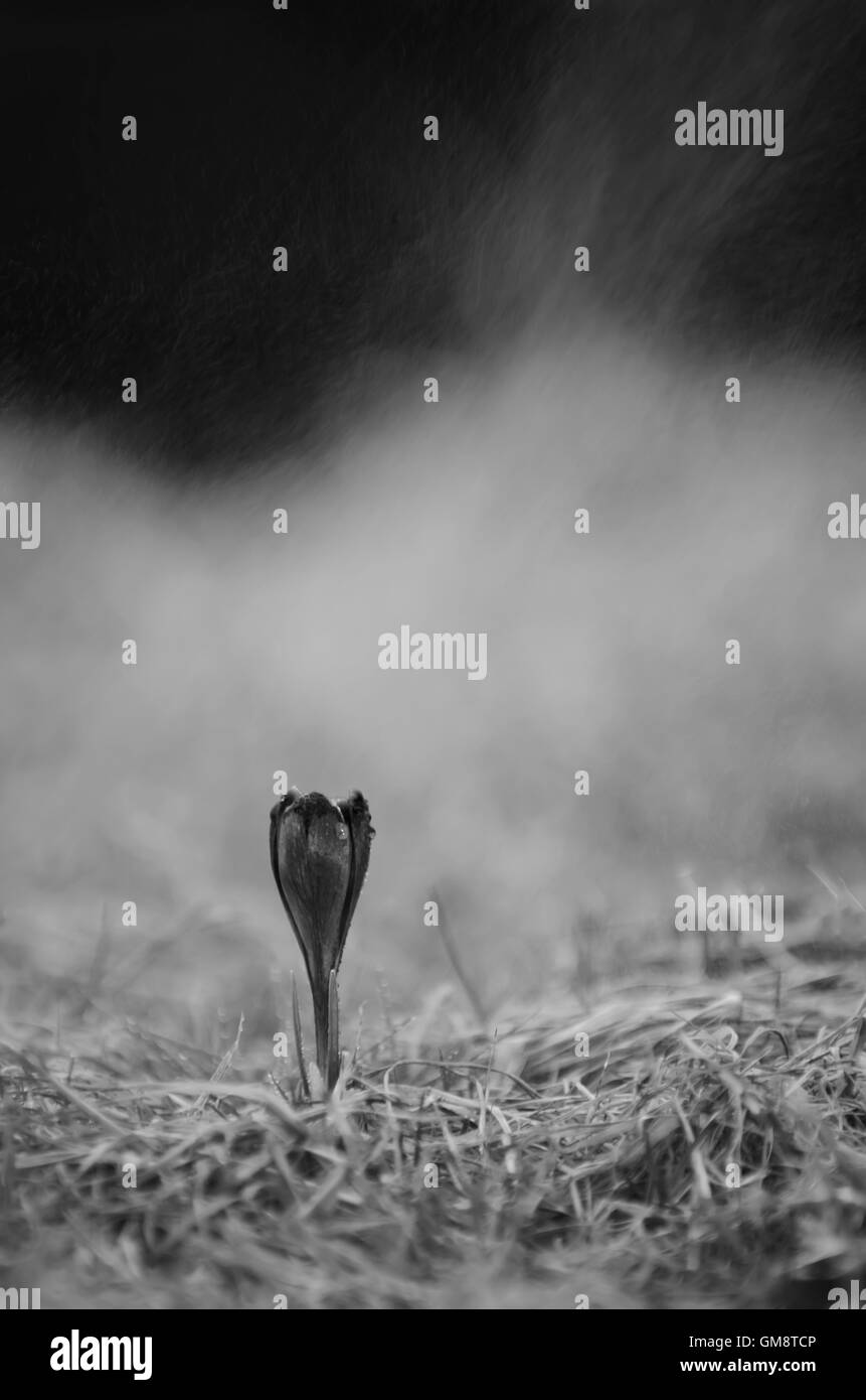 Fiore crocus, fiore di primavera, Slovacchia Foto Stock