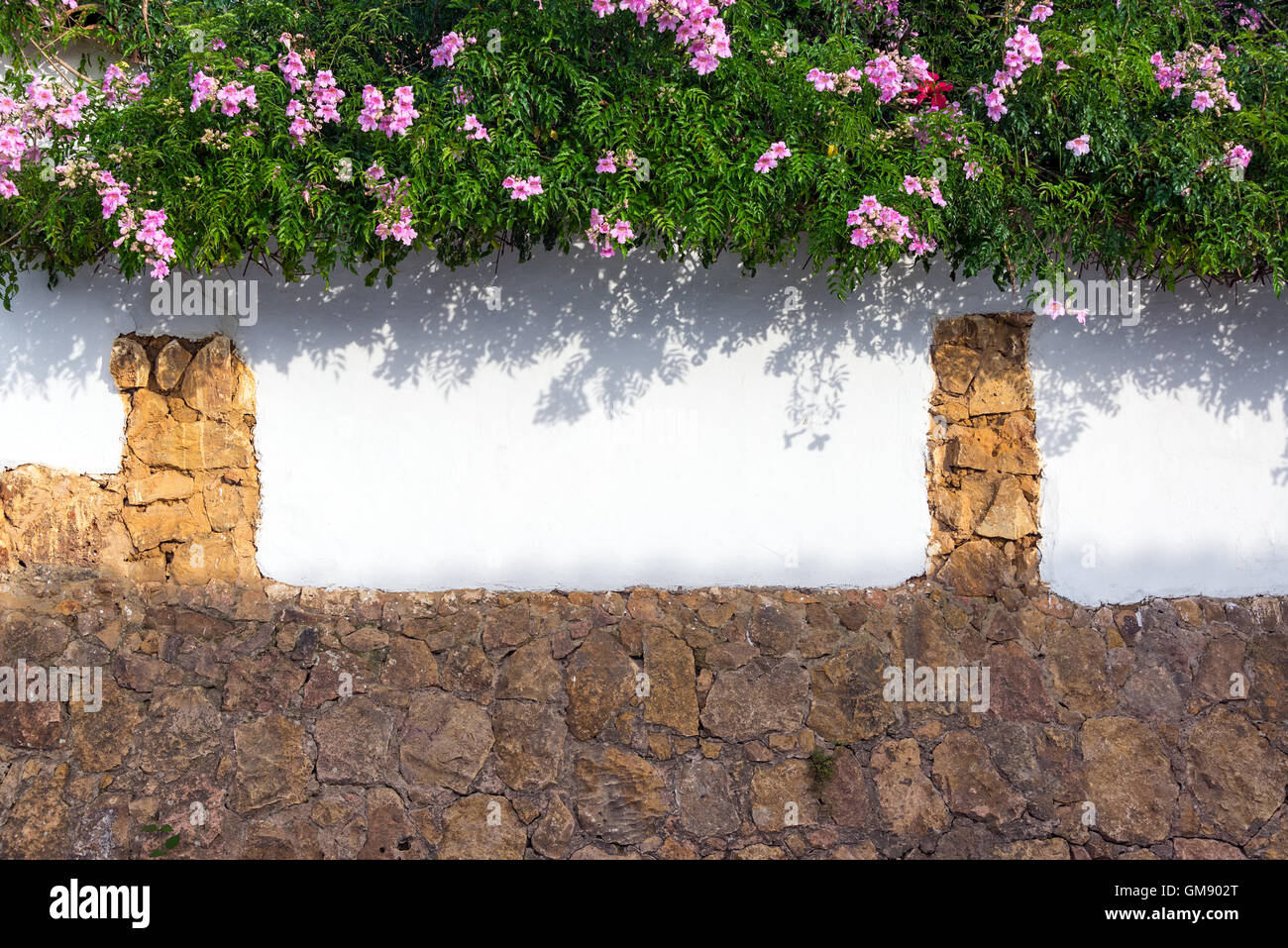 Piante lussureggianti e fiori di colore rosa che cresce su una parete coloniale nella storica Villa de Leyva, Colombia Foto Stock