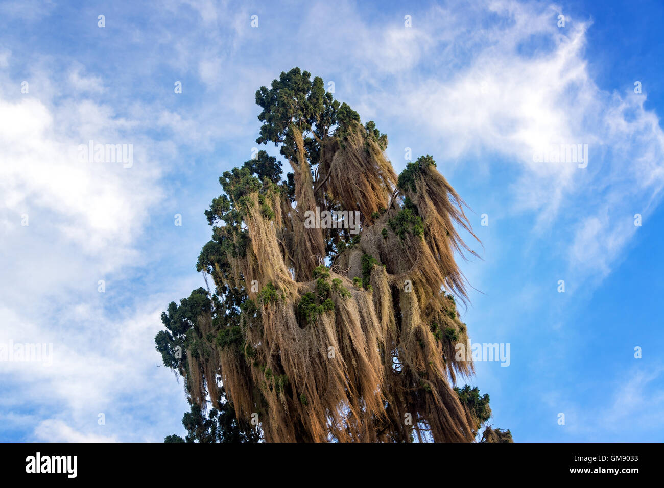 Tall moss albero coperto con un bel cielo in Villa de Leyva, Colombia Foto Stock