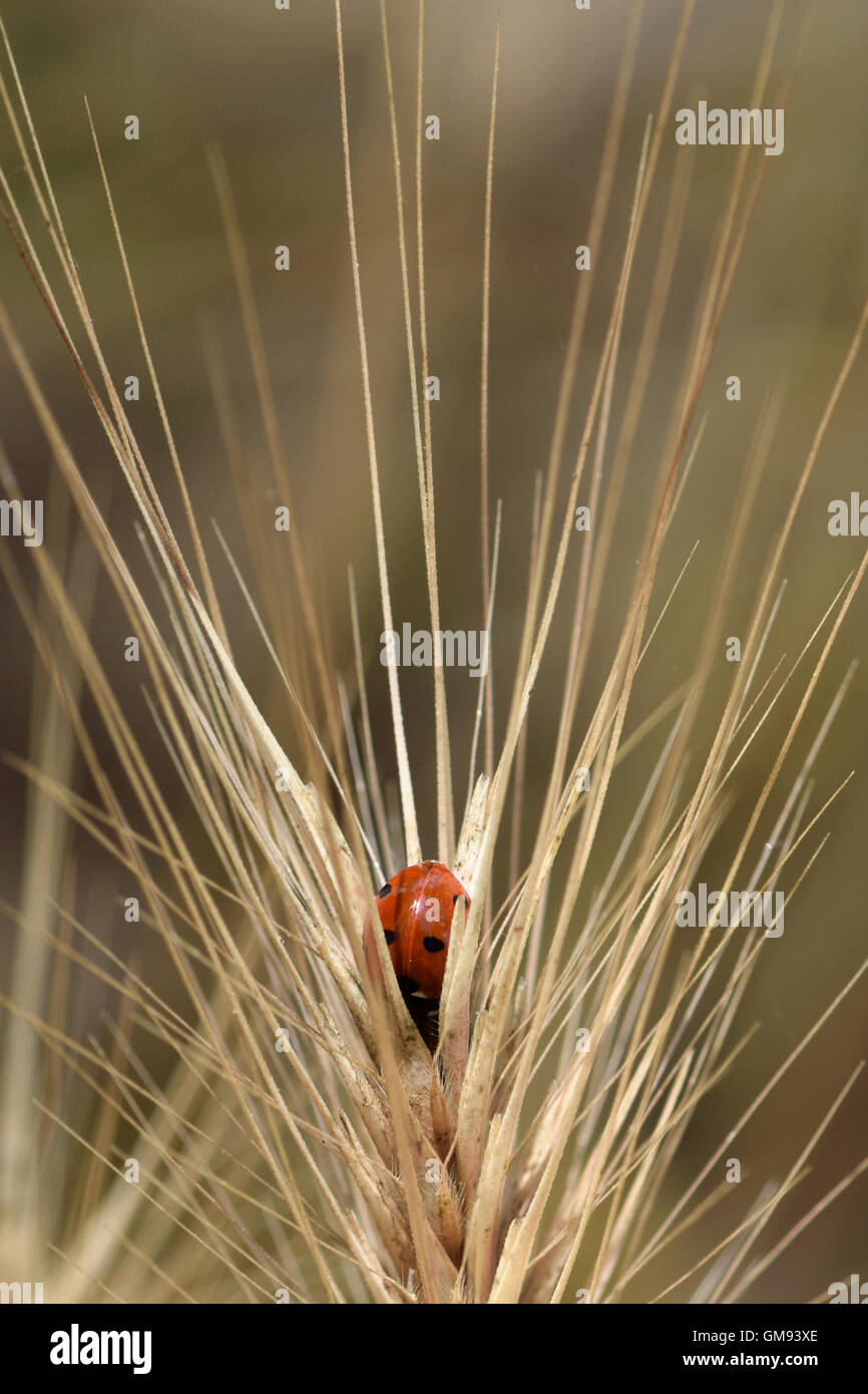 Coccinella insetto cercando qualcosa di bello mangiare a appassì impianto. Calore estivo la natura particolare. Foto Stock