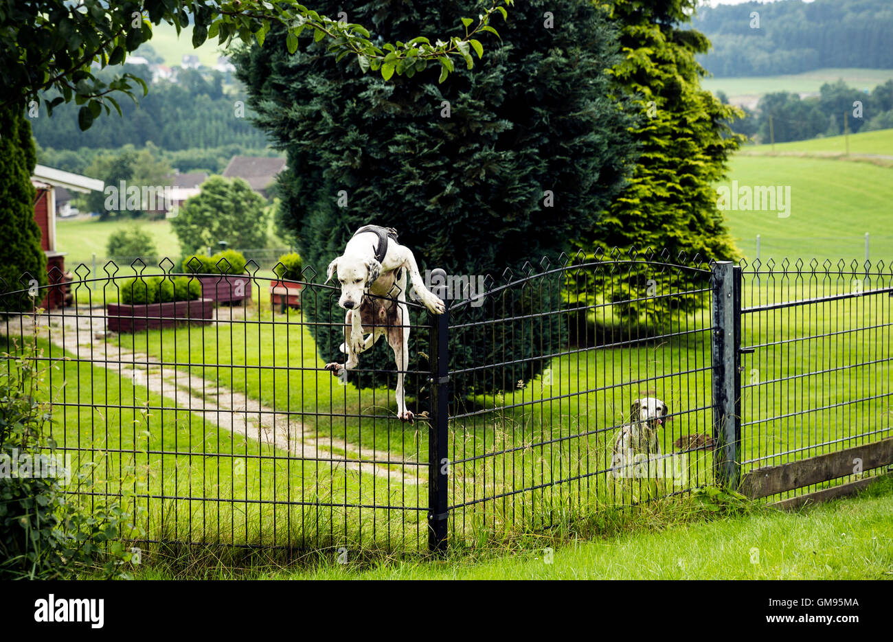 Il cane che si arrampica sul recinto Foto Stock