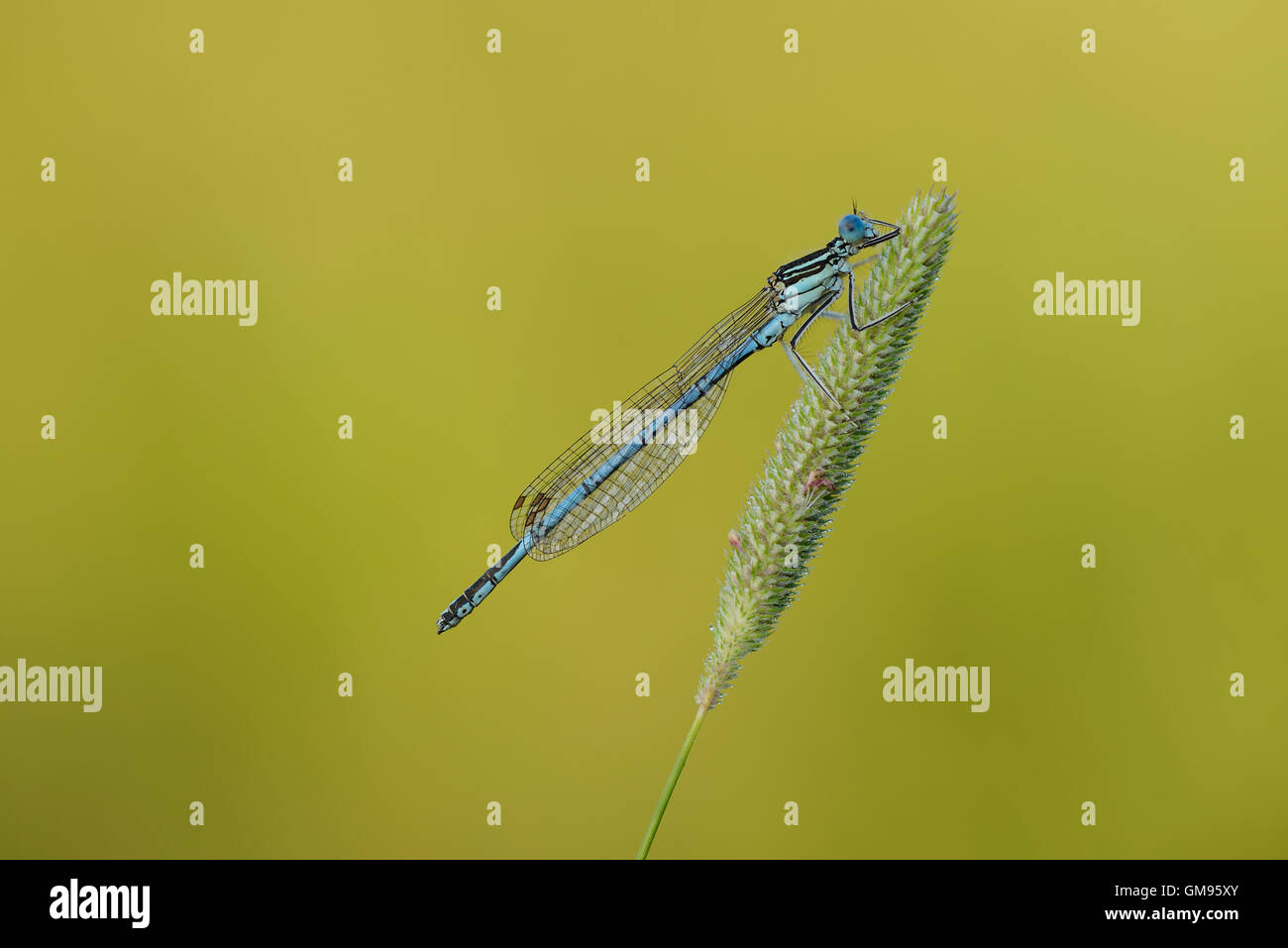 Blue featherleg su gras Foto Stock