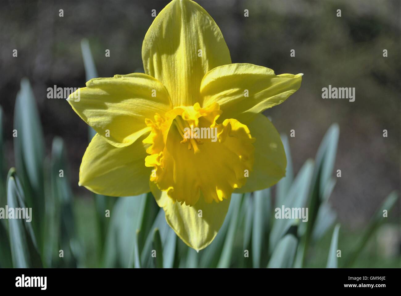 Fiori, piante ,fogliame, fiori di primavera, molla Foto Stock