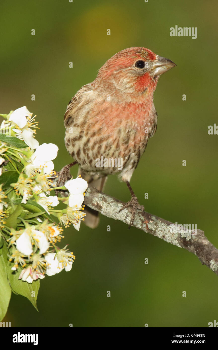 Un maschio House Finch guardando lontano da fiori. Foto Stock