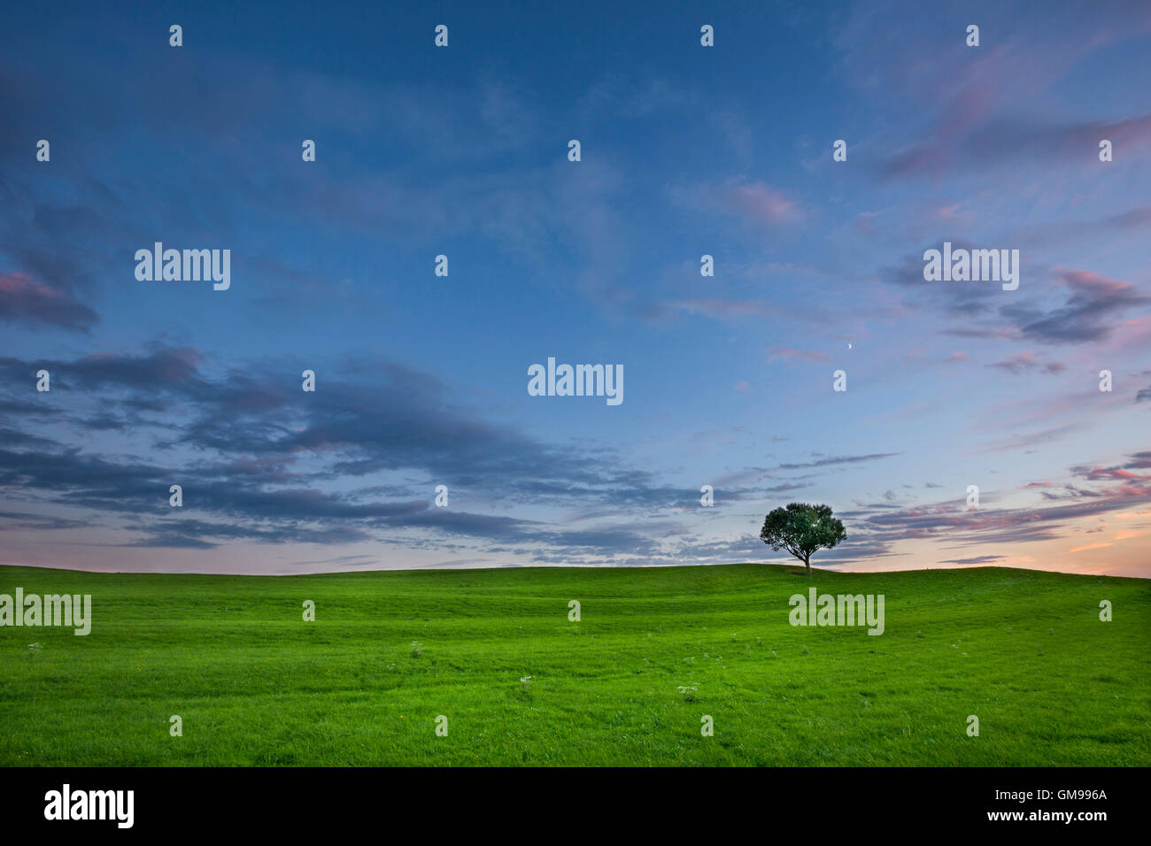 In Germania, in Baviera, prato verde e albero singolo Foto Stock