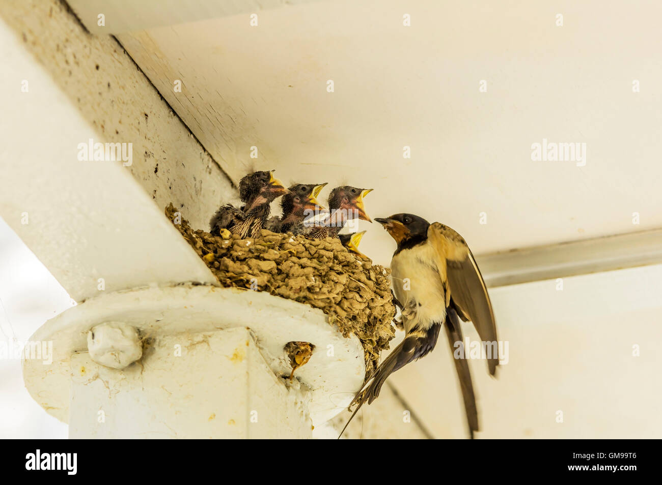 Swallow alimentazione di uccelli giovani nel nido Foto Stock