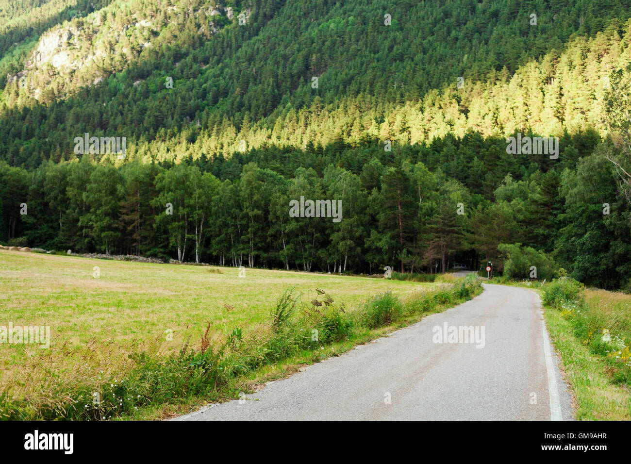 Svuotare country road in corrispondenza del bordo della foresta di pini Foto Stock