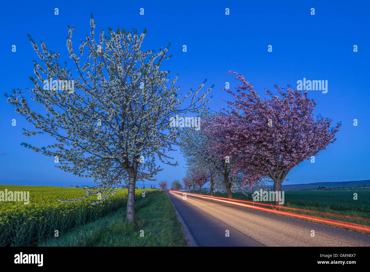 In Germania, la fioritura dei ciliegi al country road, blu ora Foto Stock
