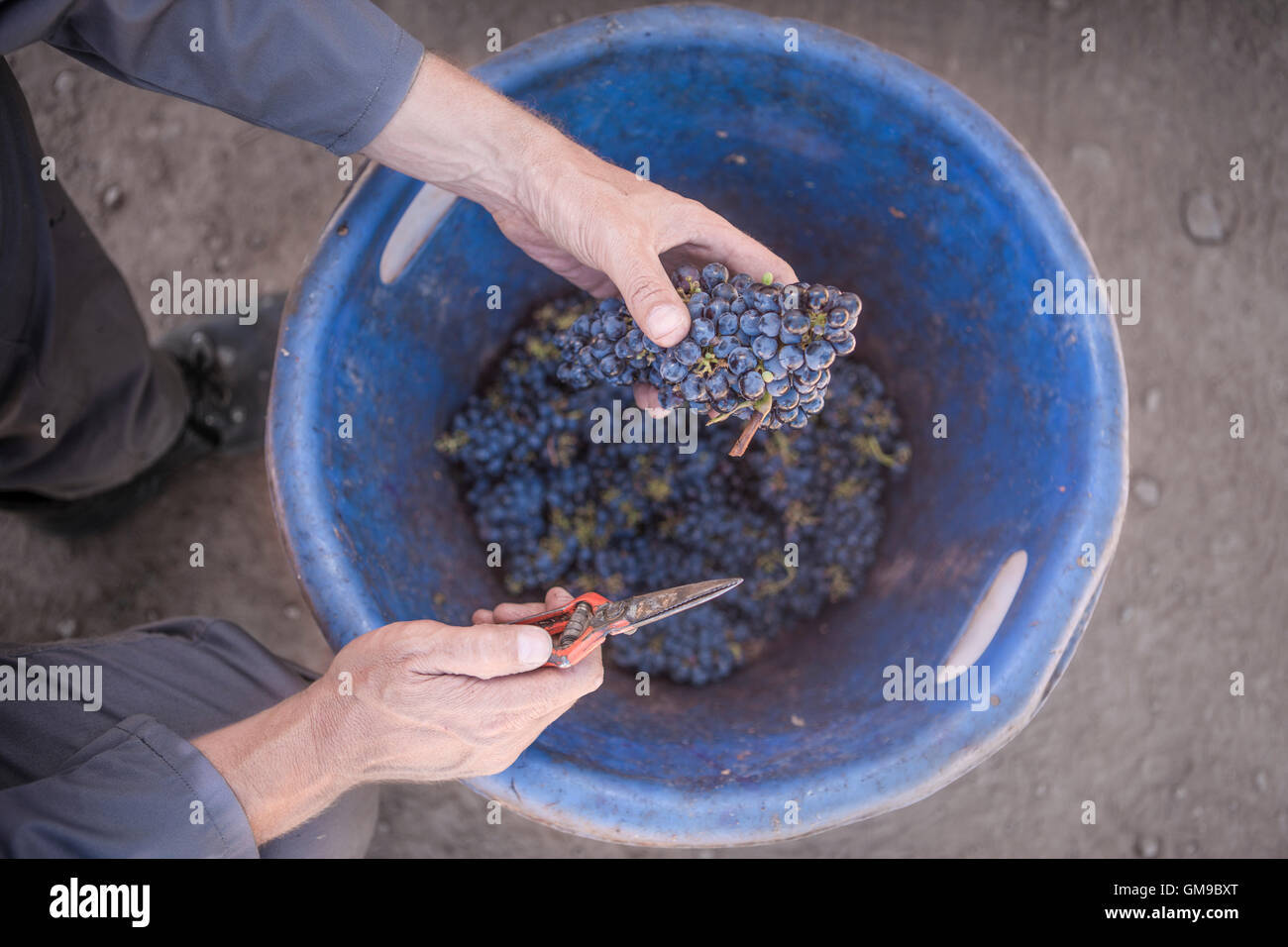 L'uomo la raccolta di uve rosse nel secchio Foto Stock