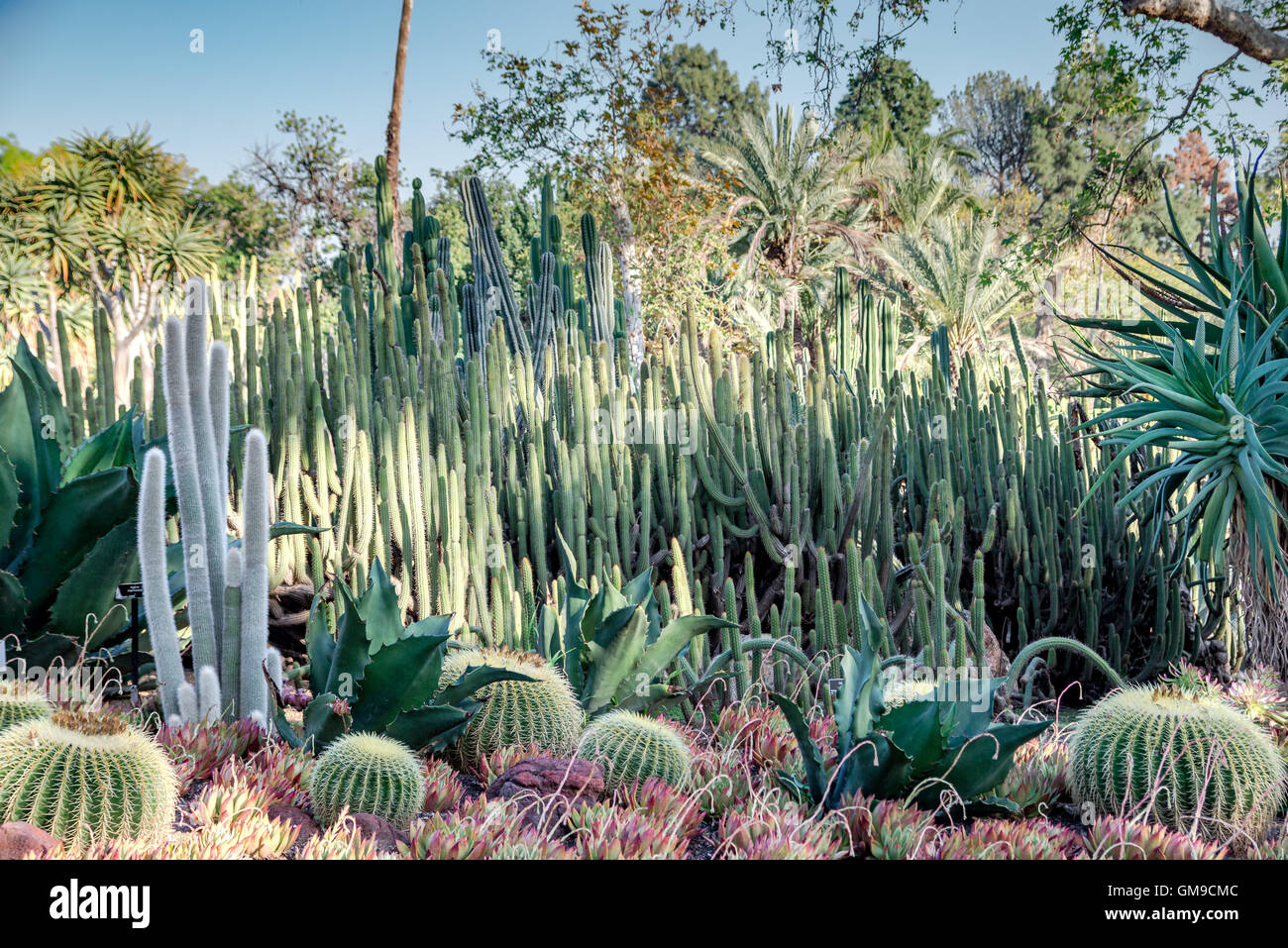 Giardino del cactus Foto Stock