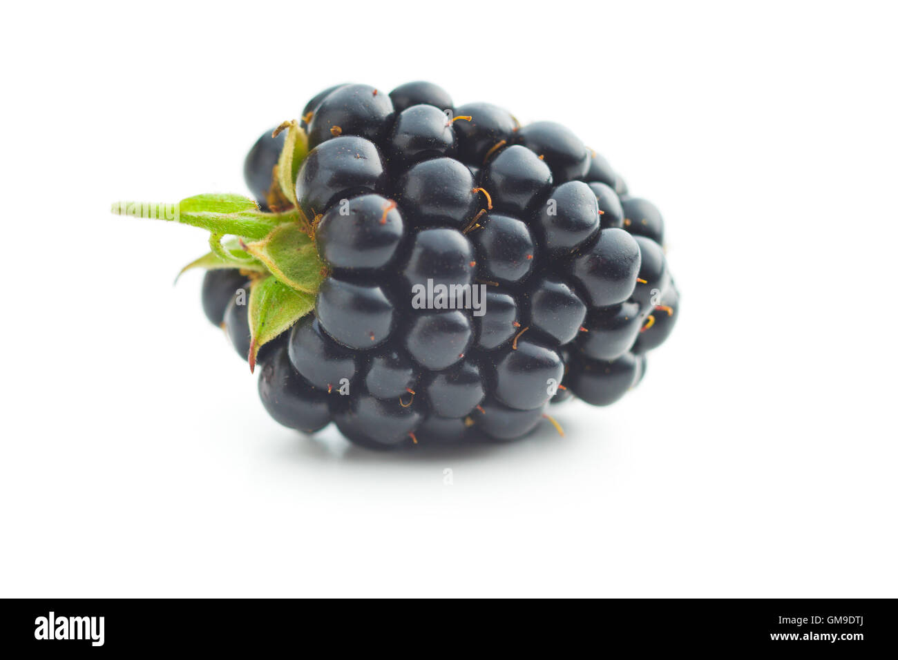 Gustosa blackberry fresco isolato su sfondo bianco. Foto Stock