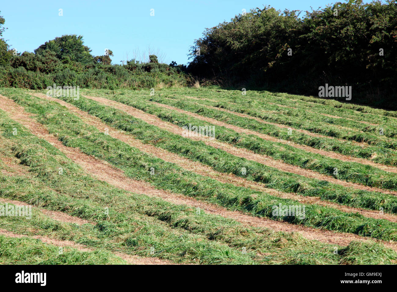 Campo di erba tagliata per fieno Foto Stock