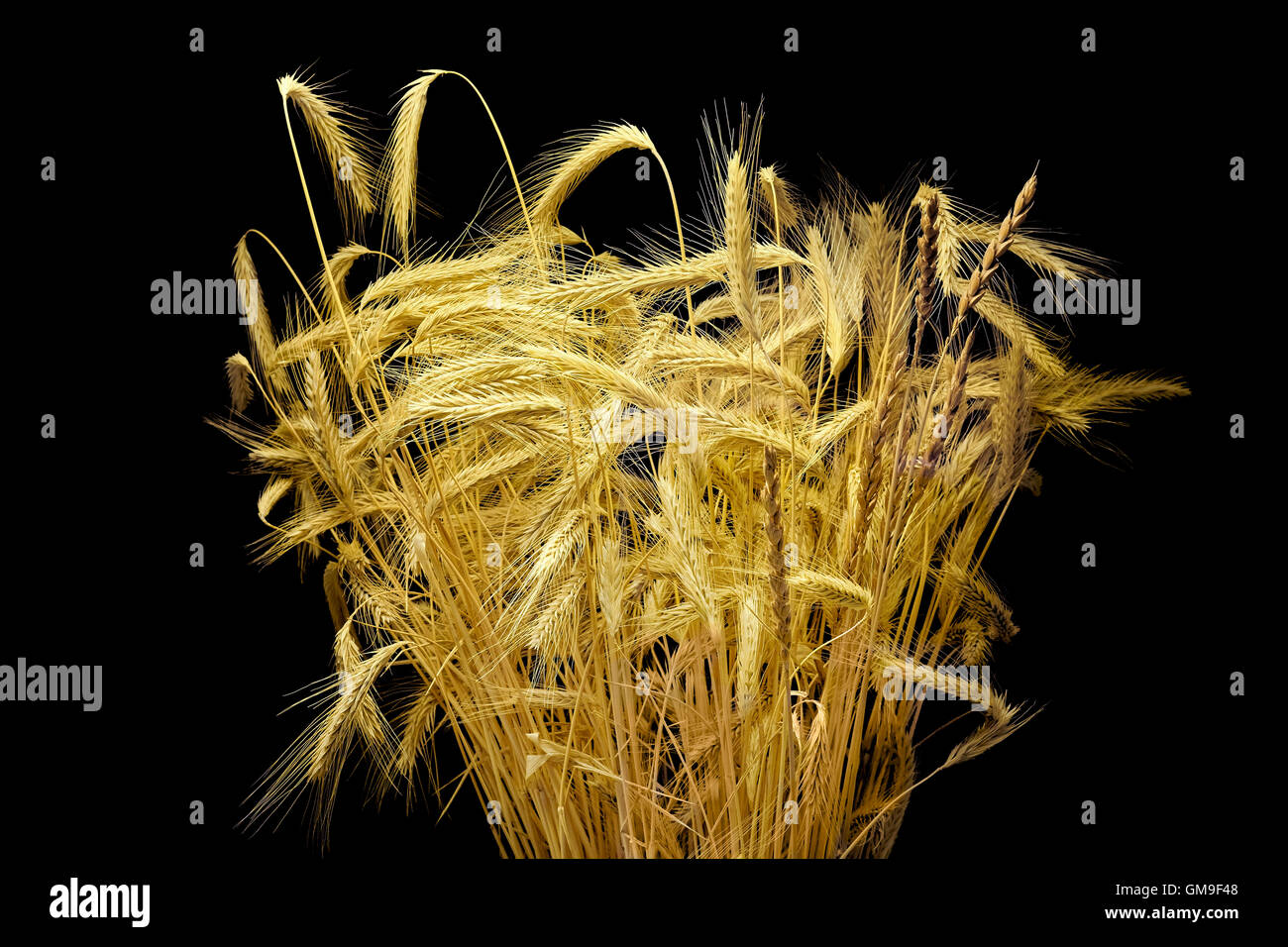 Mazzo di grano immagini e fotografie stock ad alta risoluzione - Alamy