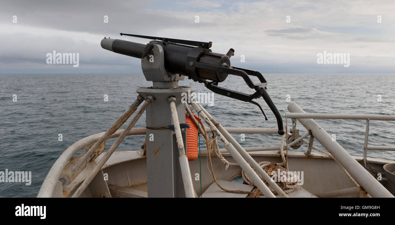 Pistola utilizzati per la caccia per le balene di Minke Whale Hunt, Hrafnreydur KO-100, nave baleniera, Islanda Foto Stock