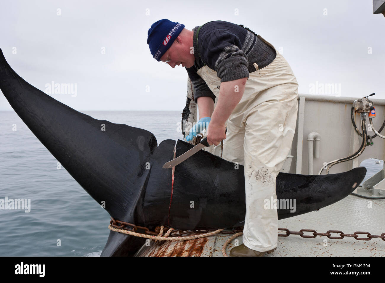 Minke Whale Hunt, pescatori il taglio della coda, Hrafnreydur KO-100, nave baleniera, Islanda Foto Stock