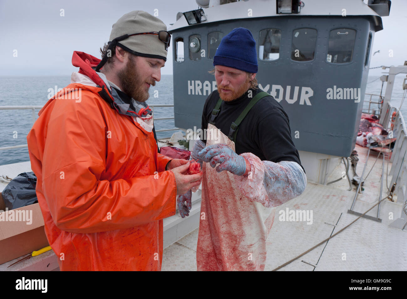 La ricerca di uno scienziato e fisherman, Minke Whale Hunt, Hrafnreydur KO-100, nave baleniera, Islanda Foto Stock
