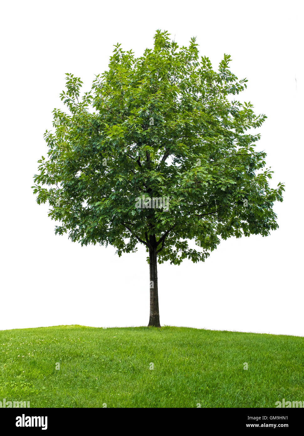 Piccolo albero di quercia contro uno sfondo bianco Foto Stock
