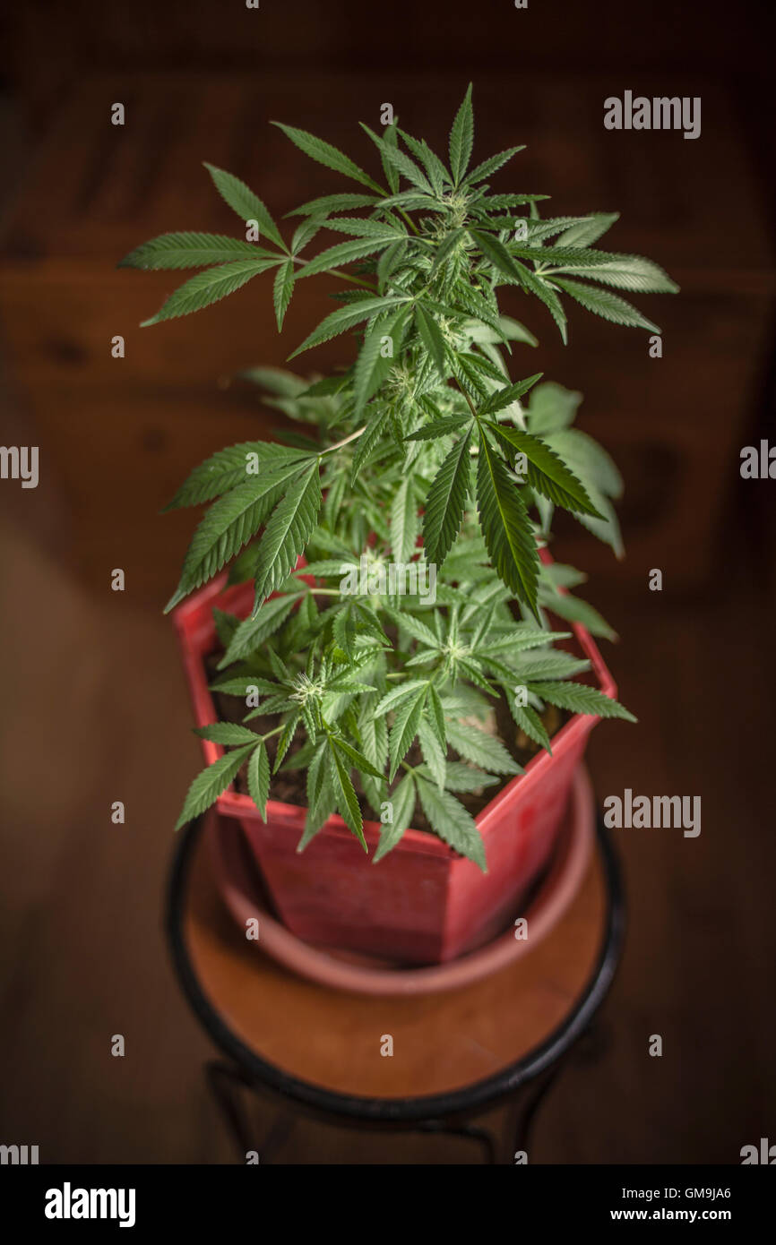Piante di marijuana in vaso Foto Stock