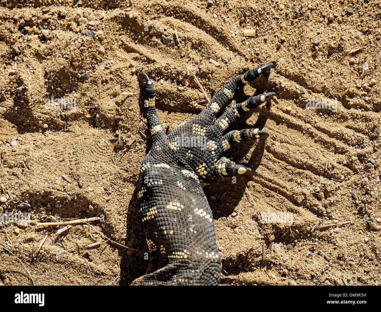 Close-up di artigli di goanna (Varanus varius) in sabbia Foto Stock