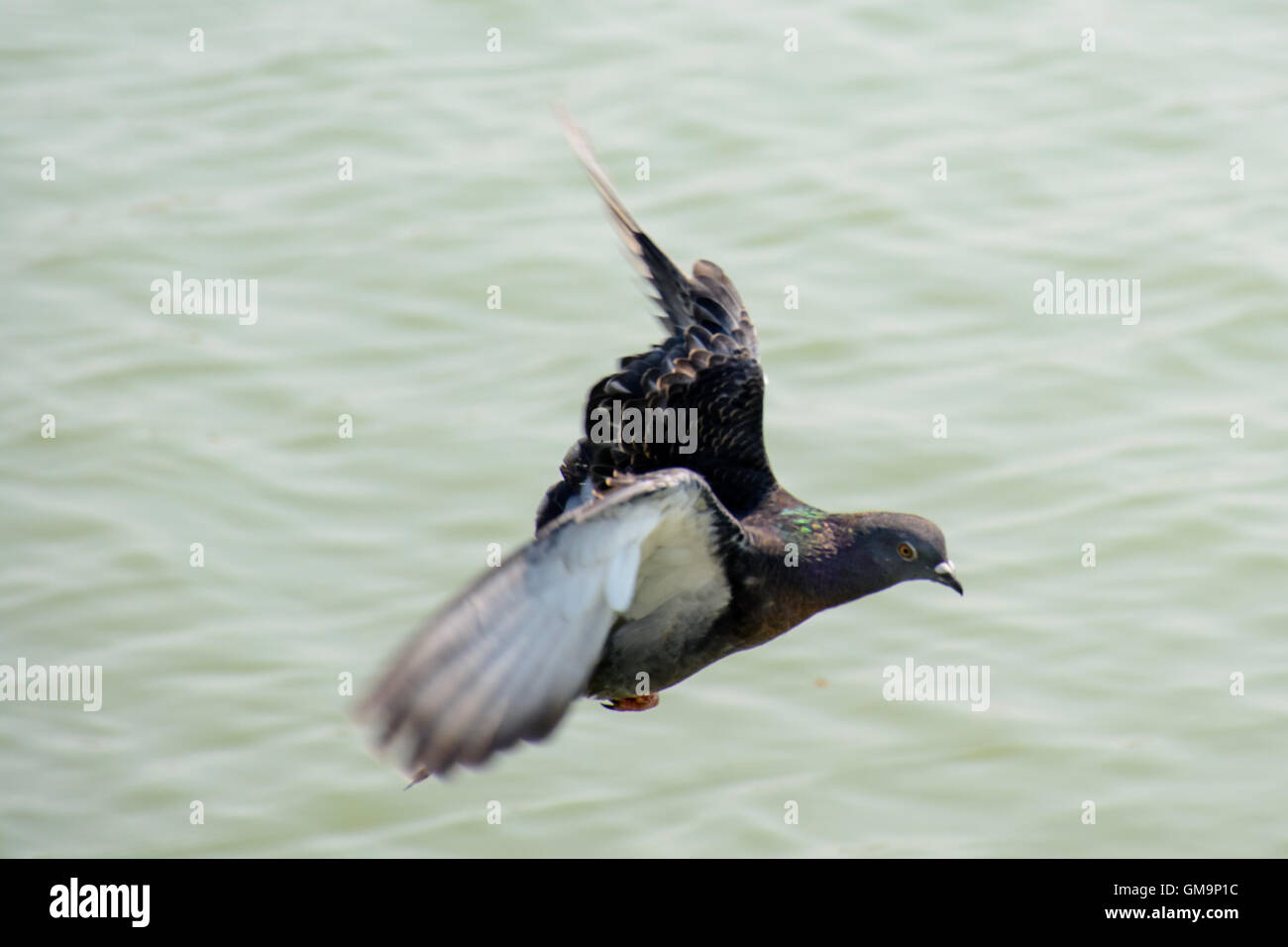 Close up Colomba volare sopra il lago verde. Super Velocità elevata dello shutter per catturare i battenti. Colomba è uccello di pace. Foto Stock