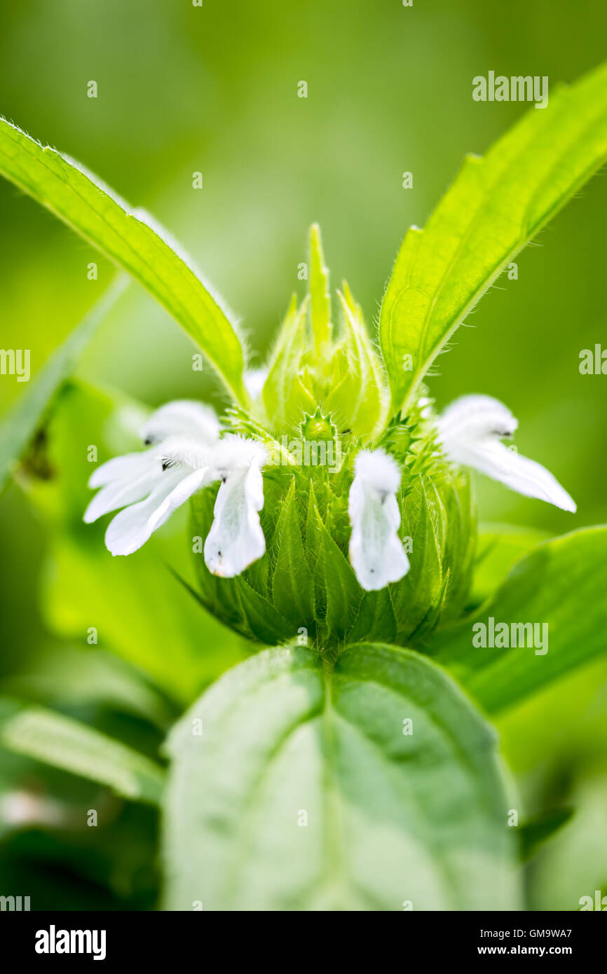 Close up Lamium album bianco fiori di ortica Foto Stock
