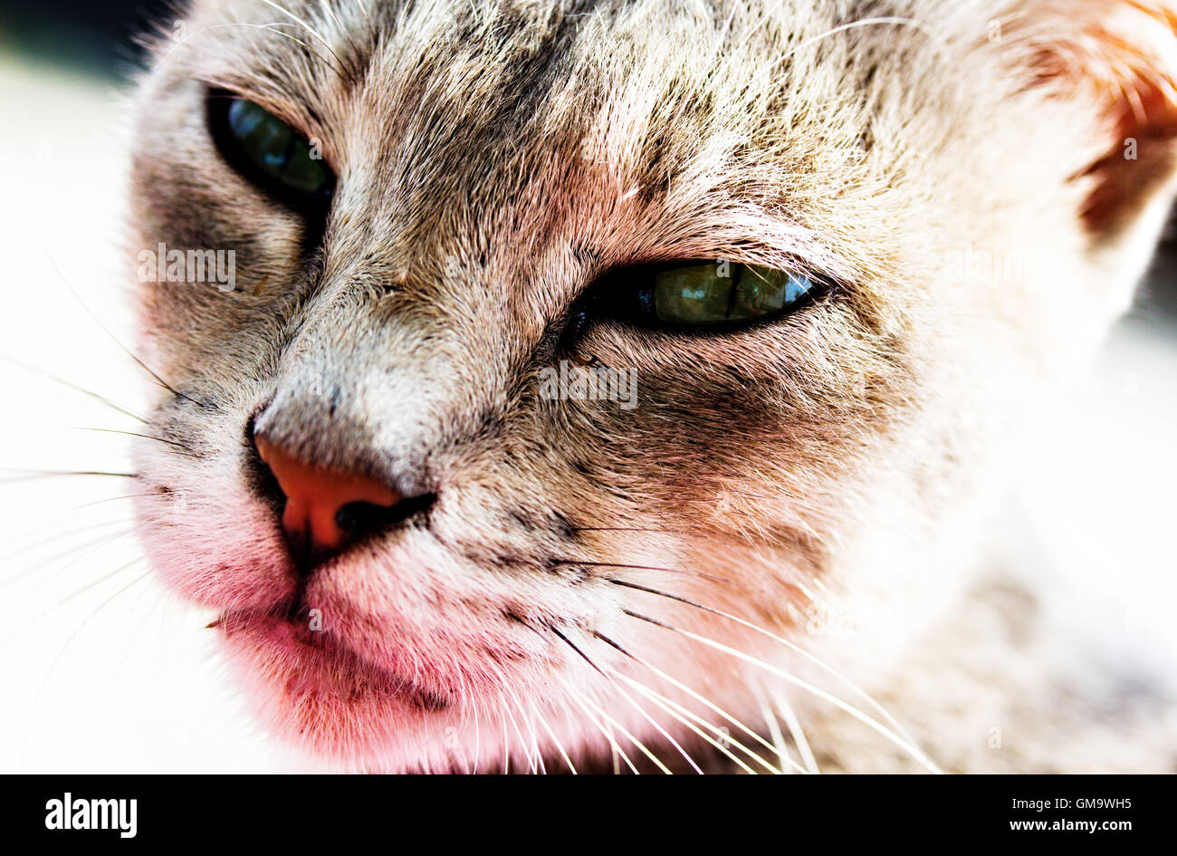 Headshot ritratto di un gatto domestico Foto Stock