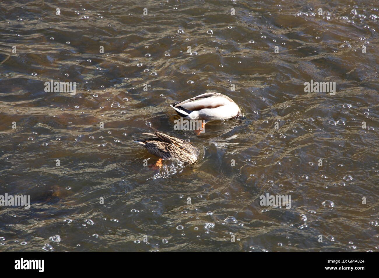 Una coppia di anatre con il loro collo sotto l'acqua sul fiume Ohře a Karlovy Vary Repubblica Ceca Foto Stock