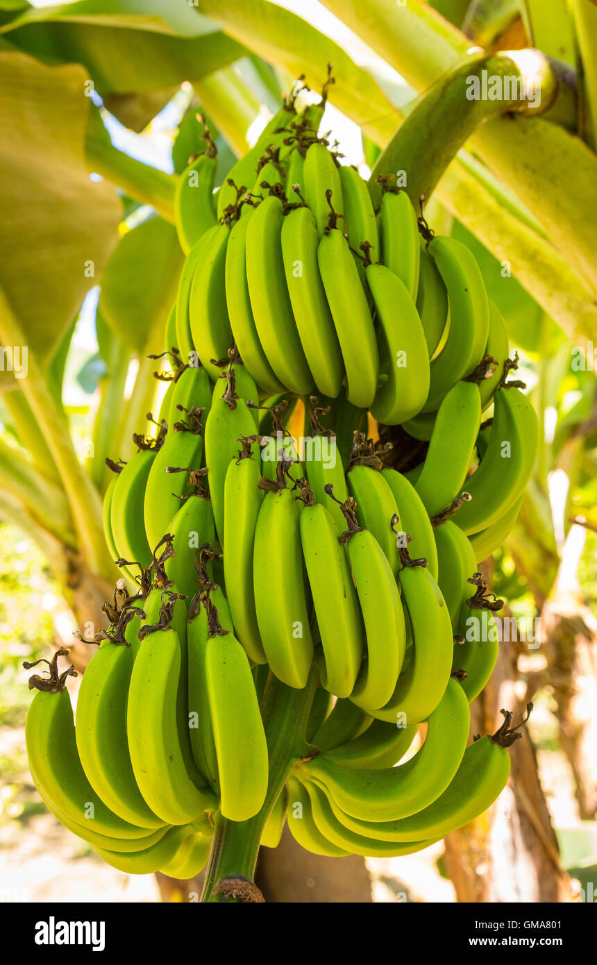 CABARETE REPUBBLICA DOMINICANA - mazzetto di banane che cresce su alberi di banana. Foto Stock