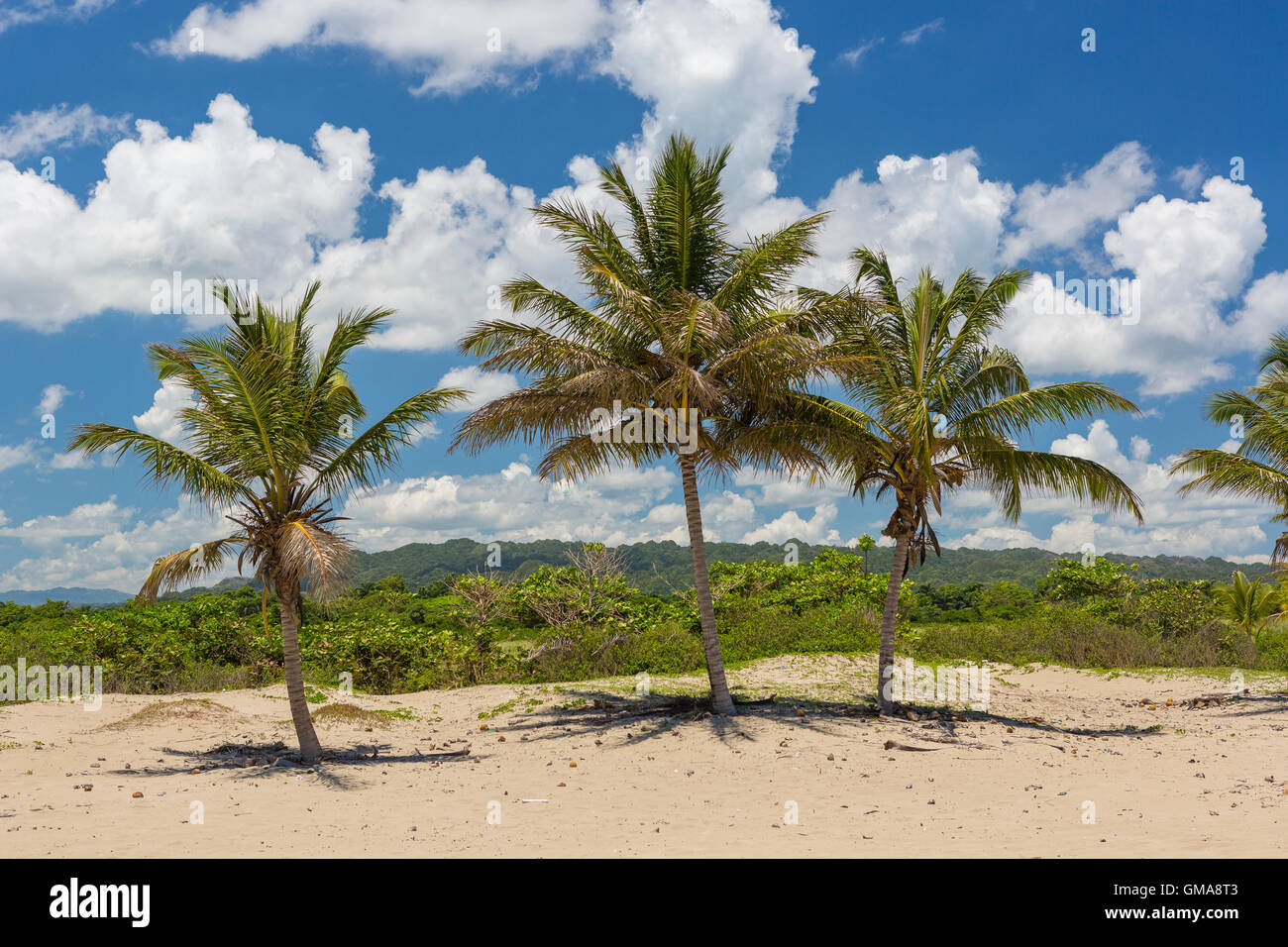 Repubblica Dominicana - Spiaggia paesaggio con palme alla foce del fiume Yasica, vicino a Cabarete. Foto Stock