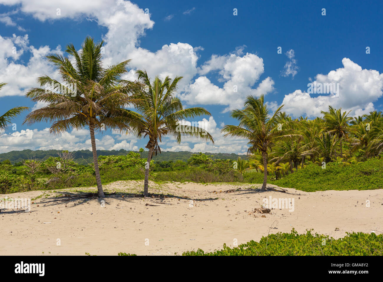 Repubblica Dominicana - Spiaggia paesaggio con palme alla foce del fiume Yasica, vicino a Cabarete. Foto Stock