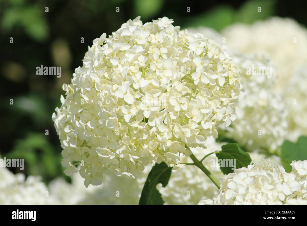 White hydrangea bloom Foto Stock