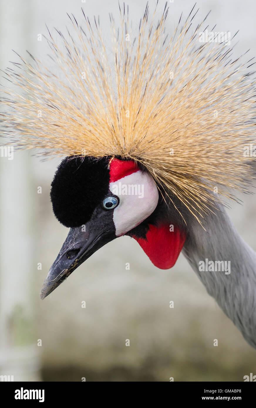 East African Crowned Crane colpo alla testa close up Foto Stock