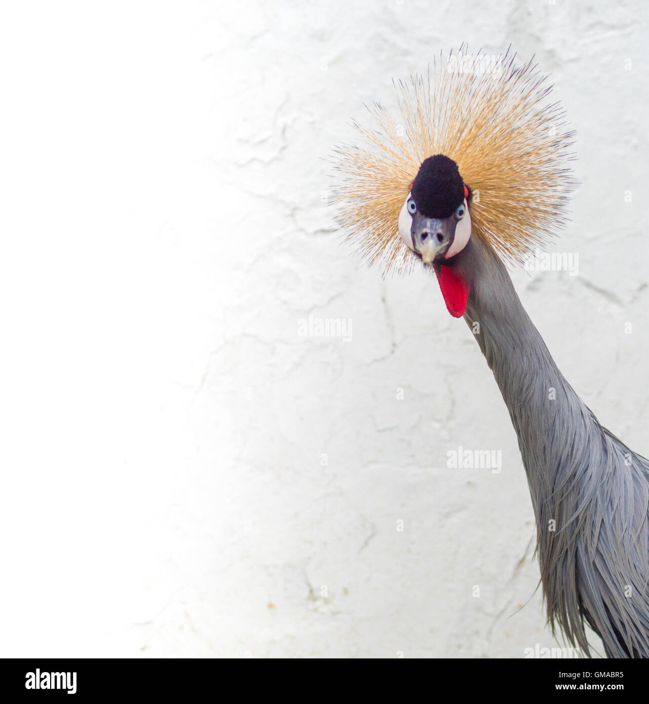 East African Crowned Crane colpo alla testa close up Foto Stock