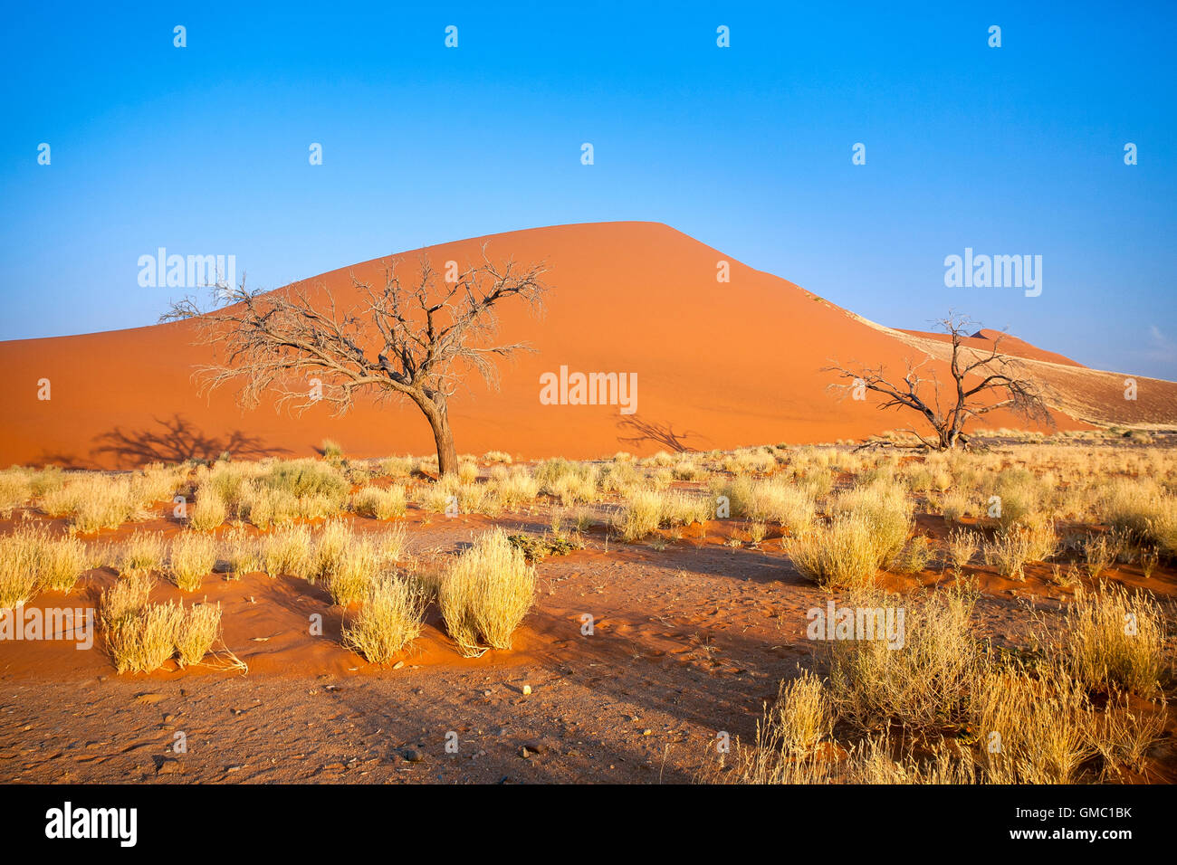 Dune 45 la stella dune composta da 5 milioni di anni di sabbia Sossusvlei deserto del Namib Naukluft National Park in Namibia in Africa Foto Stock