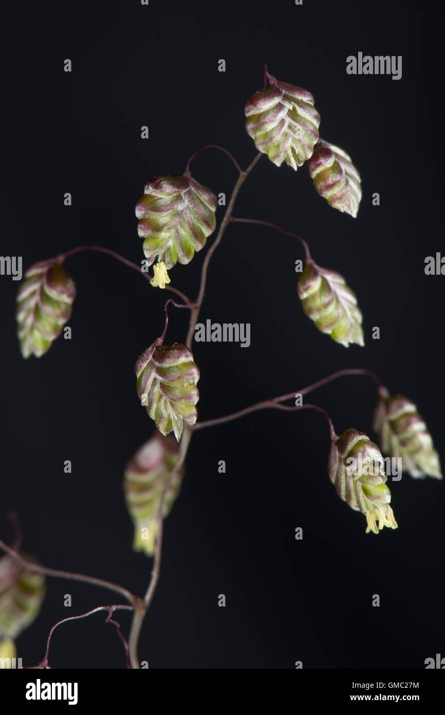Vacilla erba, Briza media, fioritura spike con tremore fiori, Giugno Foto Stock