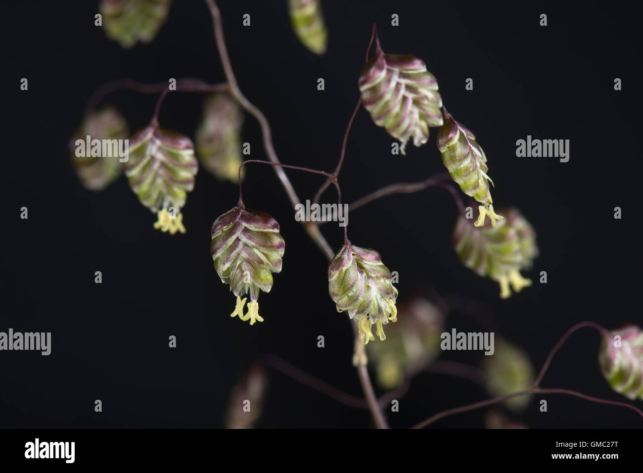 Vacilla erba, Briza media, fioritura spike con tremore fiori, Giugno Foto Stock